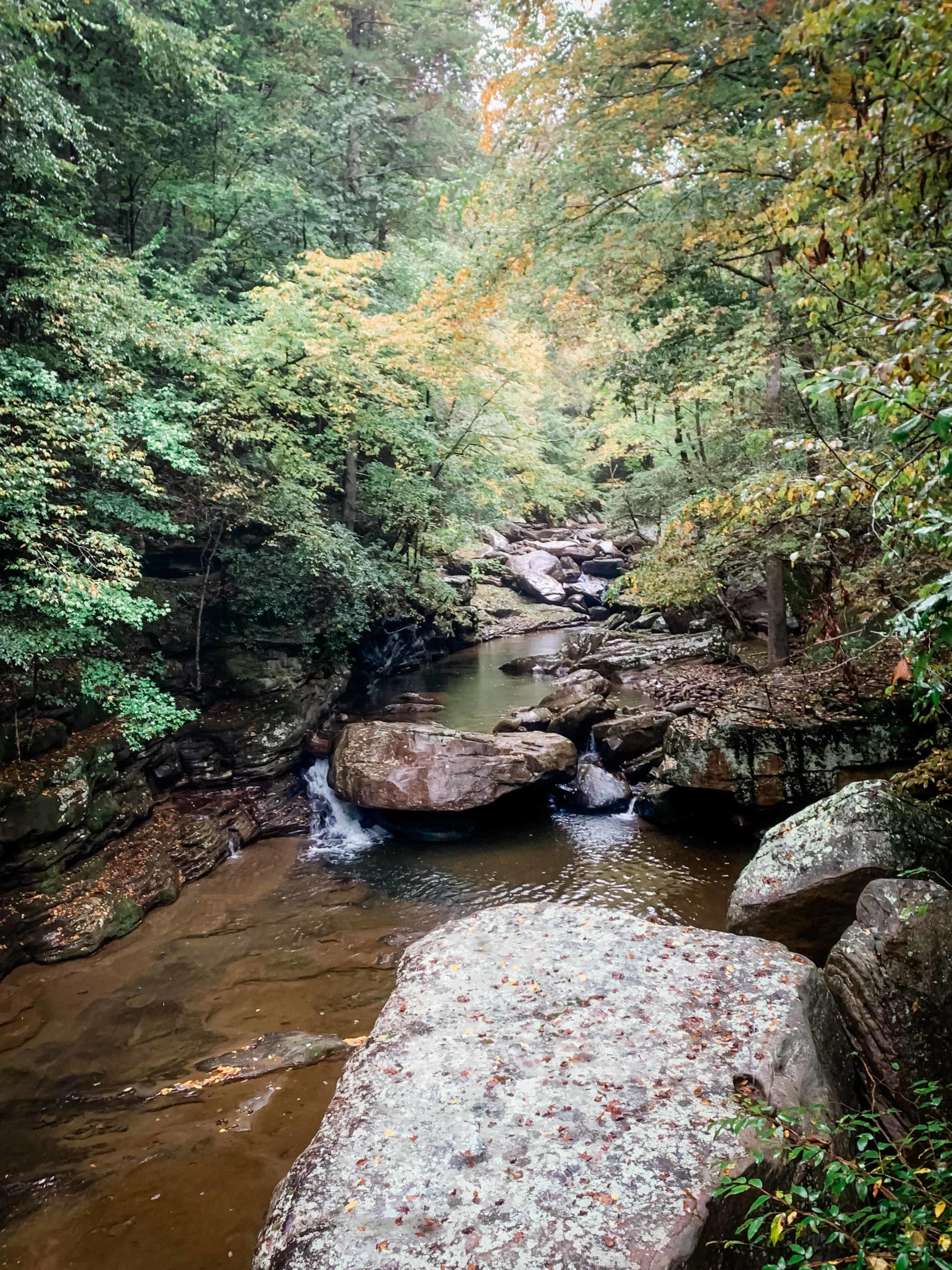 This is a picture of a river in a Tennessee forest. There are big boulders in the river and the trees are green with changing leaves, turning yellow.