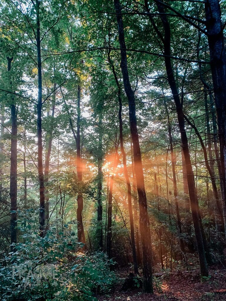 A beautiful rich green forest glen where the morning sunlight glows orange in rays through the leaves of the trees.  This is a location where an eloping couple would need to plan how to adjust wedding plans after Hurricane Helene